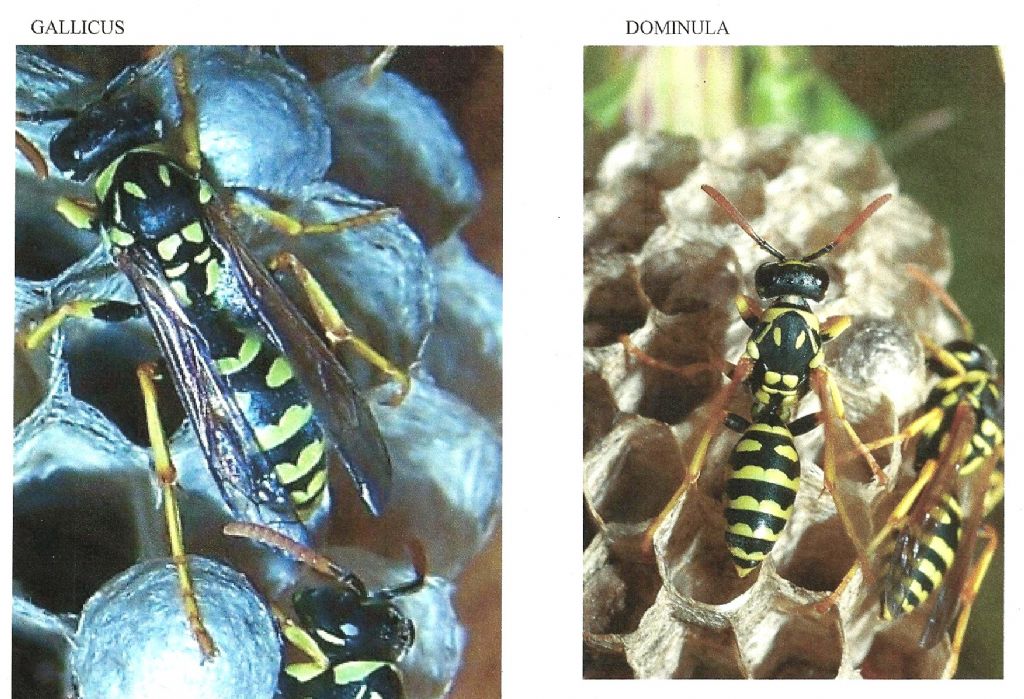 Nido di Polistes gallicus